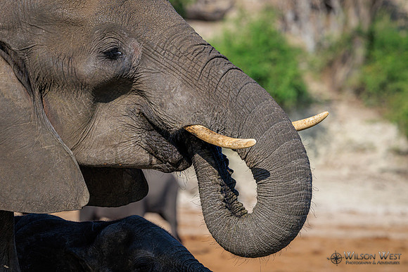 Elephant