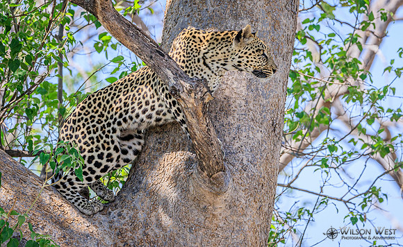 Leopard