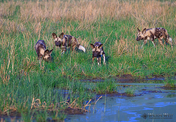 African Wild Dog