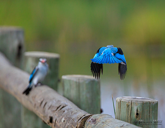 Woodland Kingfisher