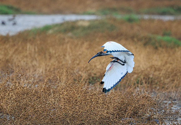 Sacred Ibis