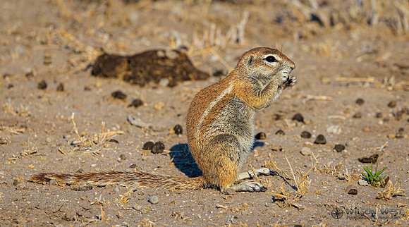 Ground Squirrel