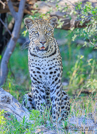 Leopard