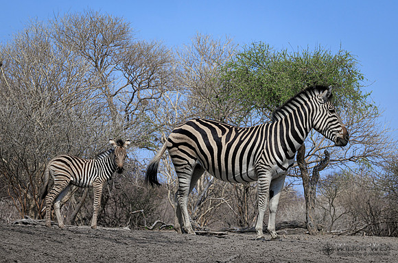 Burchell's Zebra
