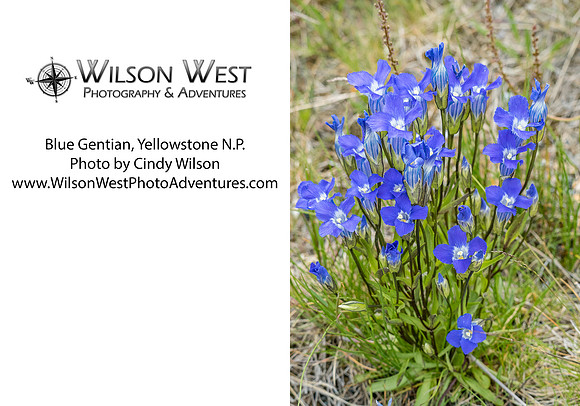 Wildflowers - 1