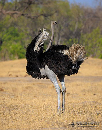 Ostrich