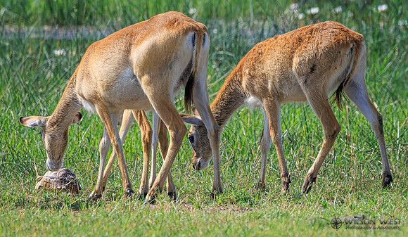 Red Lechwe