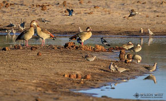 Blacksmith Lapwing, Collared Mourning Dove, Egyptian Goose, Red-billed Teal