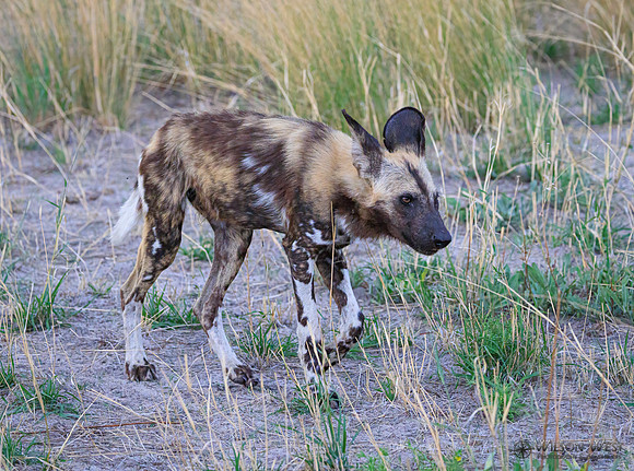 African Wild Dog