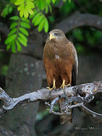 Black Kite
