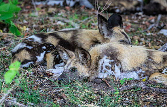 African Wild Dog
