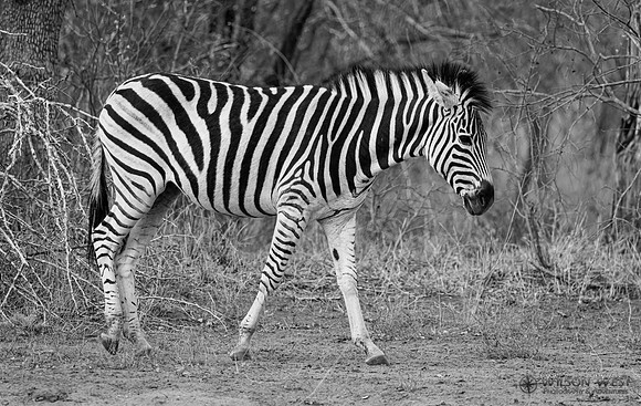 Burchell's Zebra