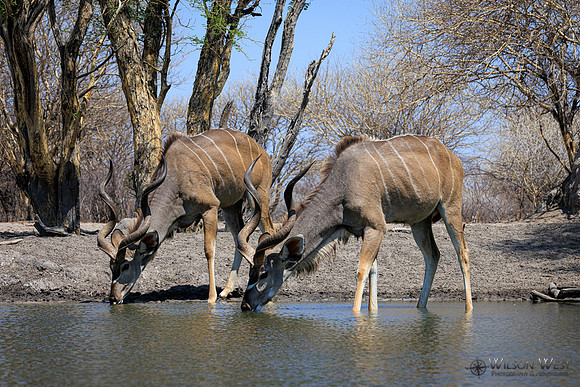 Greater Kudu