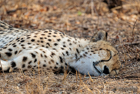Cheetah