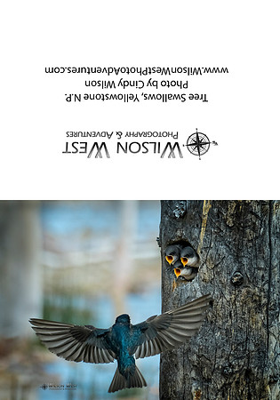 Birds - Tree Swallows