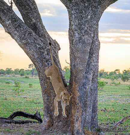 Lion