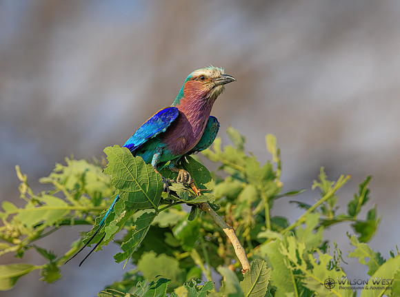 Lilac-breasted Roller