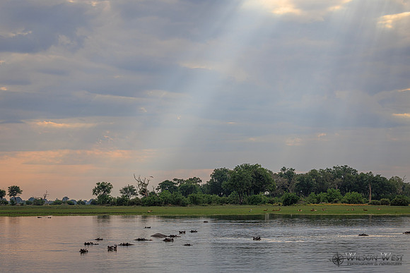 Sun Rays, Hippopotamus