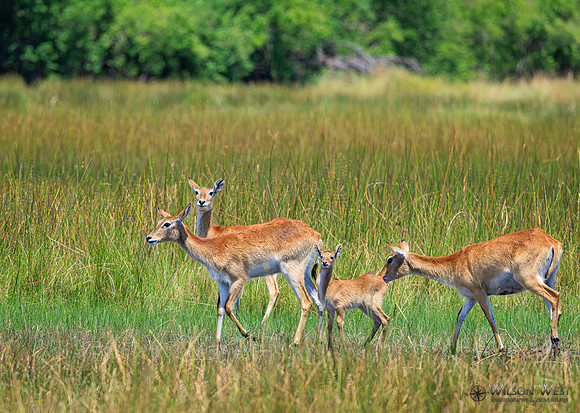 Red Lechwe