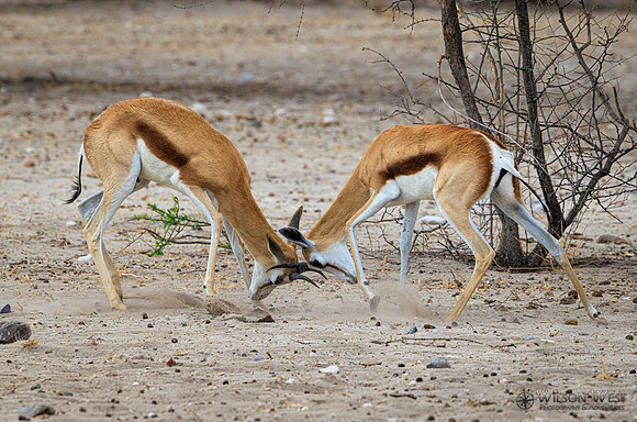 Springbok