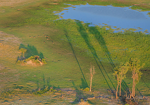 Okavango Delta Helicopter, Giraffe, Red Lechwe