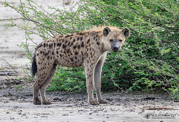 Spotted Hyena