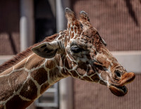 Reid Park Zoo