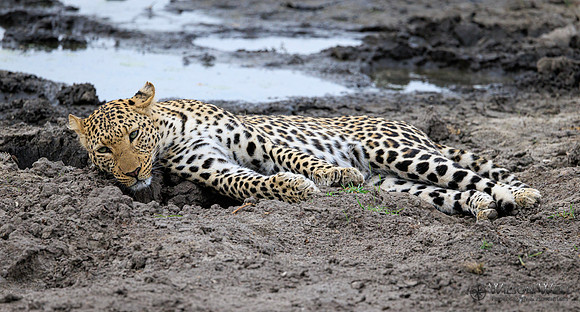Leopard