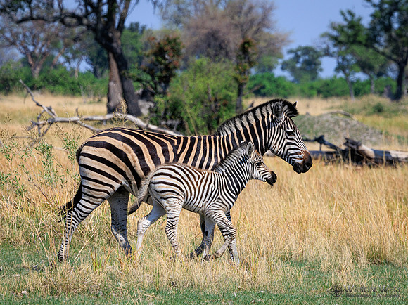 Burchell's Zebra