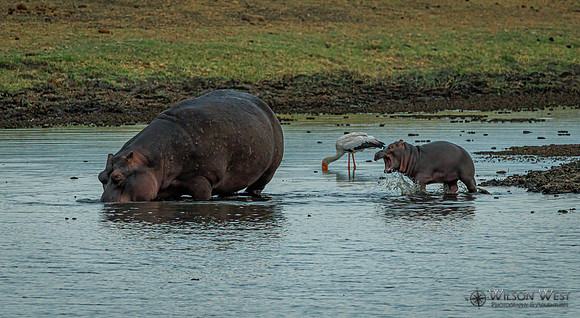 Hippopotamus