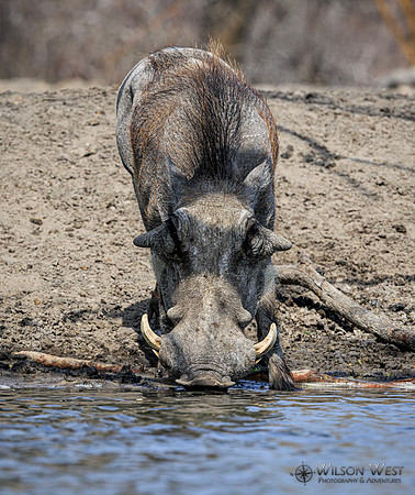 Warthog