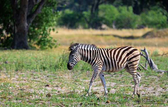 Burchell's Zebra