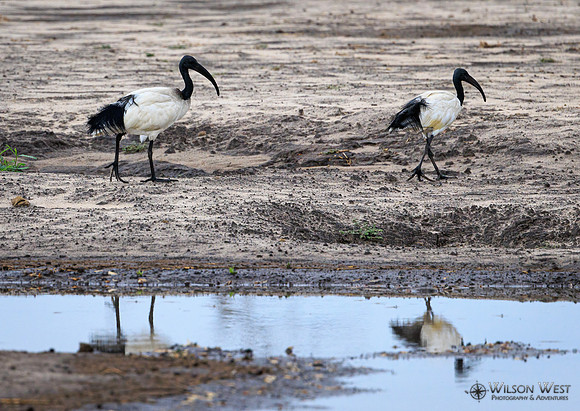 Sacred Ibis