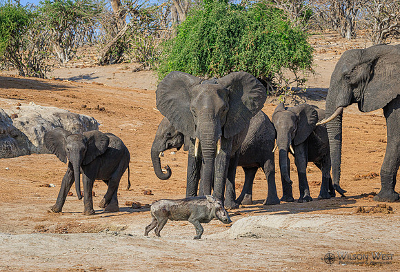 Elephant