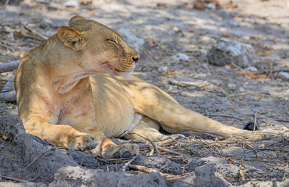 Lion