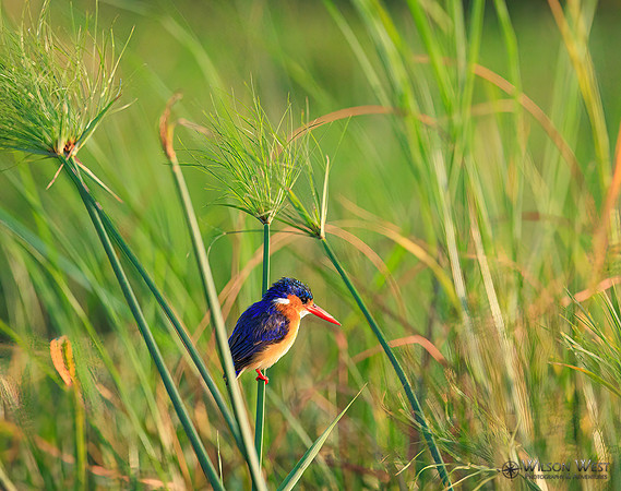 Malachite Kingfisher