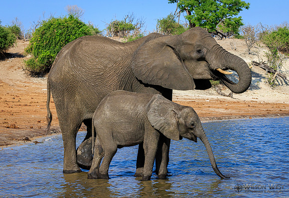 Elephant