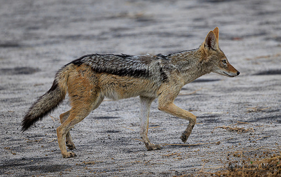 Black-backed Jackal