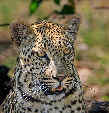 Leopard