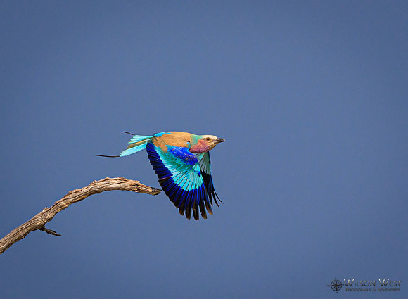 Lilac-breasted Roller