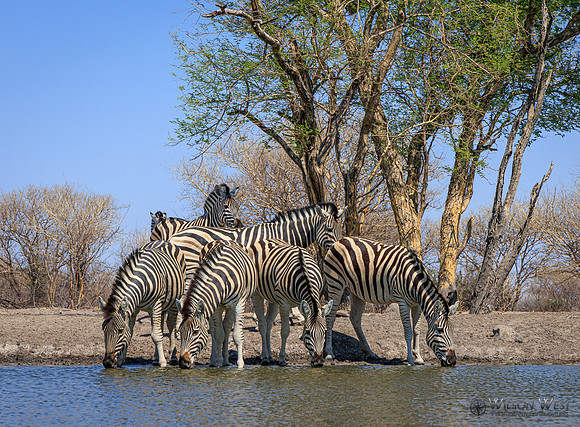 Burchell's Zebra