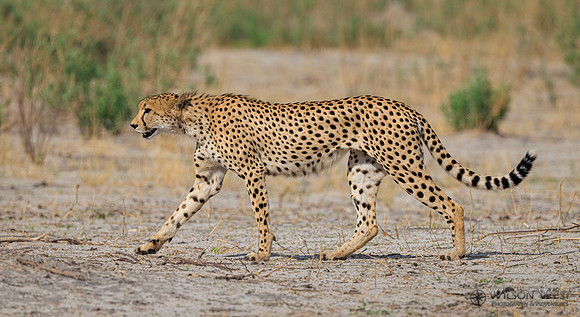 Cheetah