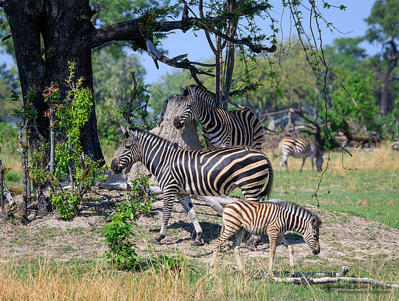 Burchell's Zebra