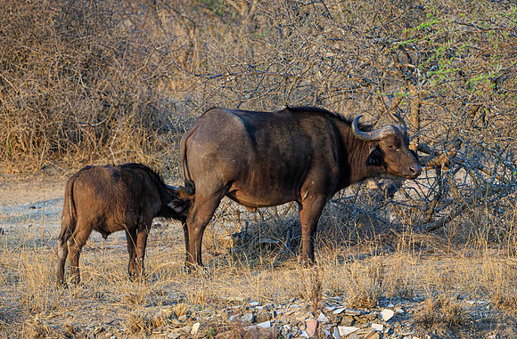 Cape Buffalo