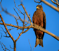 Black Kite