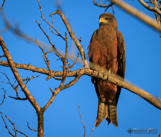 Black Kite