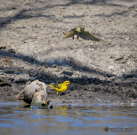 Yellow Canary