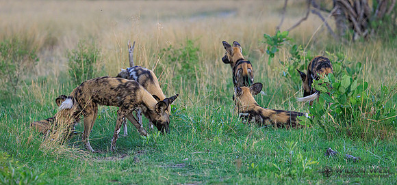 African Wild Dog
