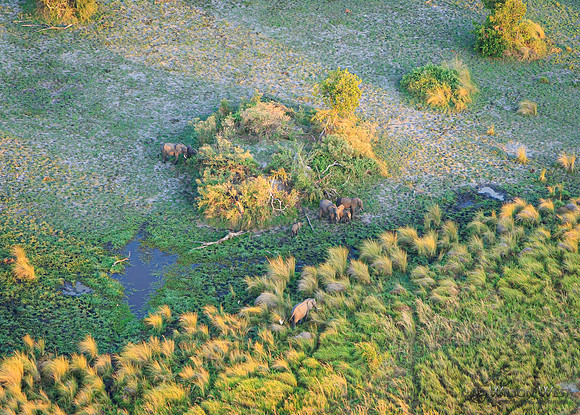 Okavango Delta Helicopter, Elephant