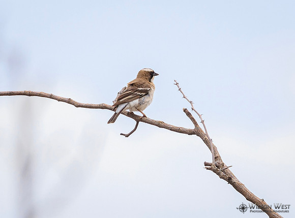 White-browed Sparrow-Weaver